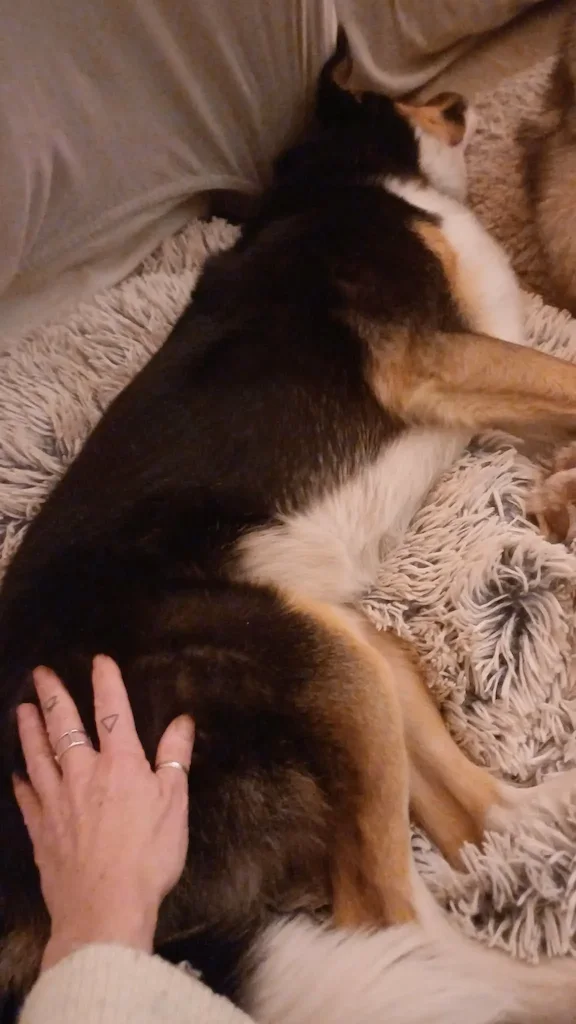 le reiki animaux c'est quoi<br />
