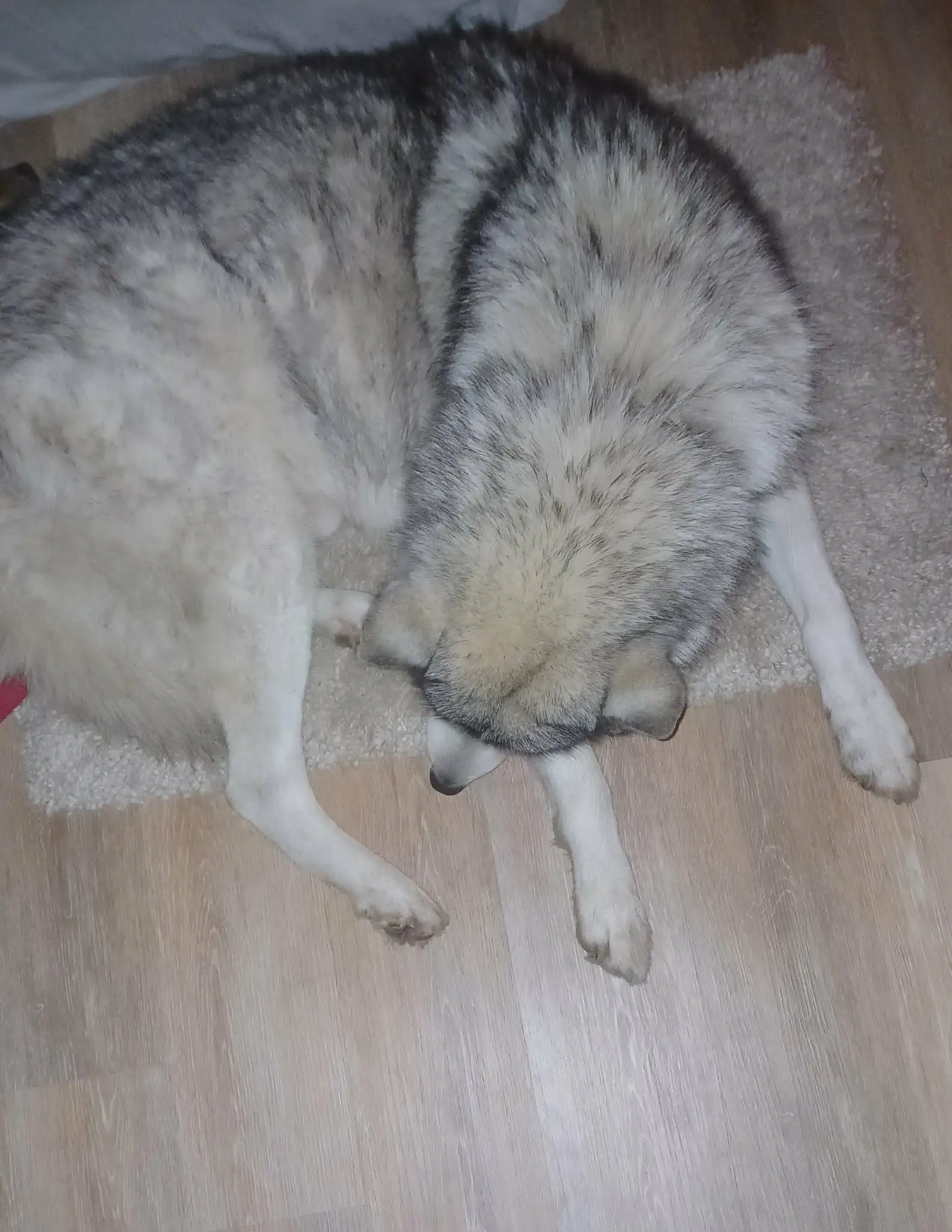 reiki animaux douai<br />
